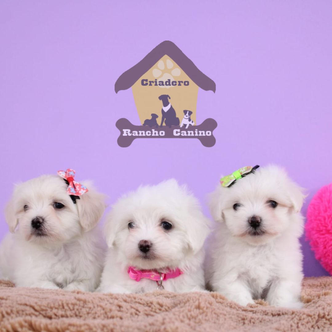 Cachorros en venta Bogotá